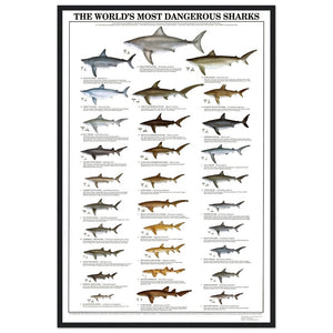 The World's Most Dangerous Sharks