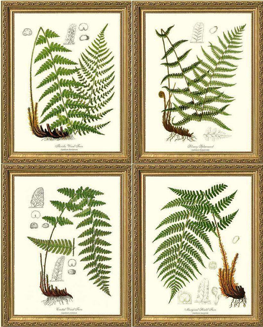 Vintage European Fern Print Set Botanical Wall Art Print Decor