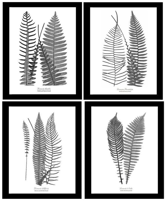 Vintage Fern Black and White Print Set | Vintage Botanical Fern Art Print