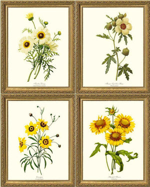 Yellow Flower Print Set | Flower/Floral Art Print