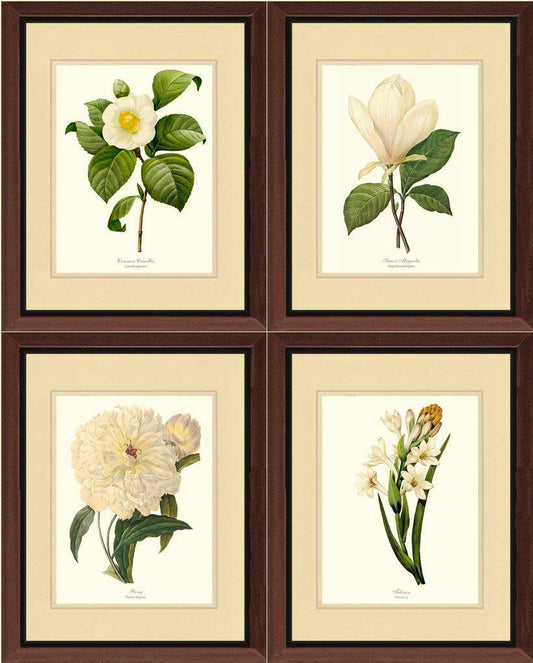 White Botanical Flower Wall Art Prints Set | Antique Look and Feel | Flower/Floral Art Print