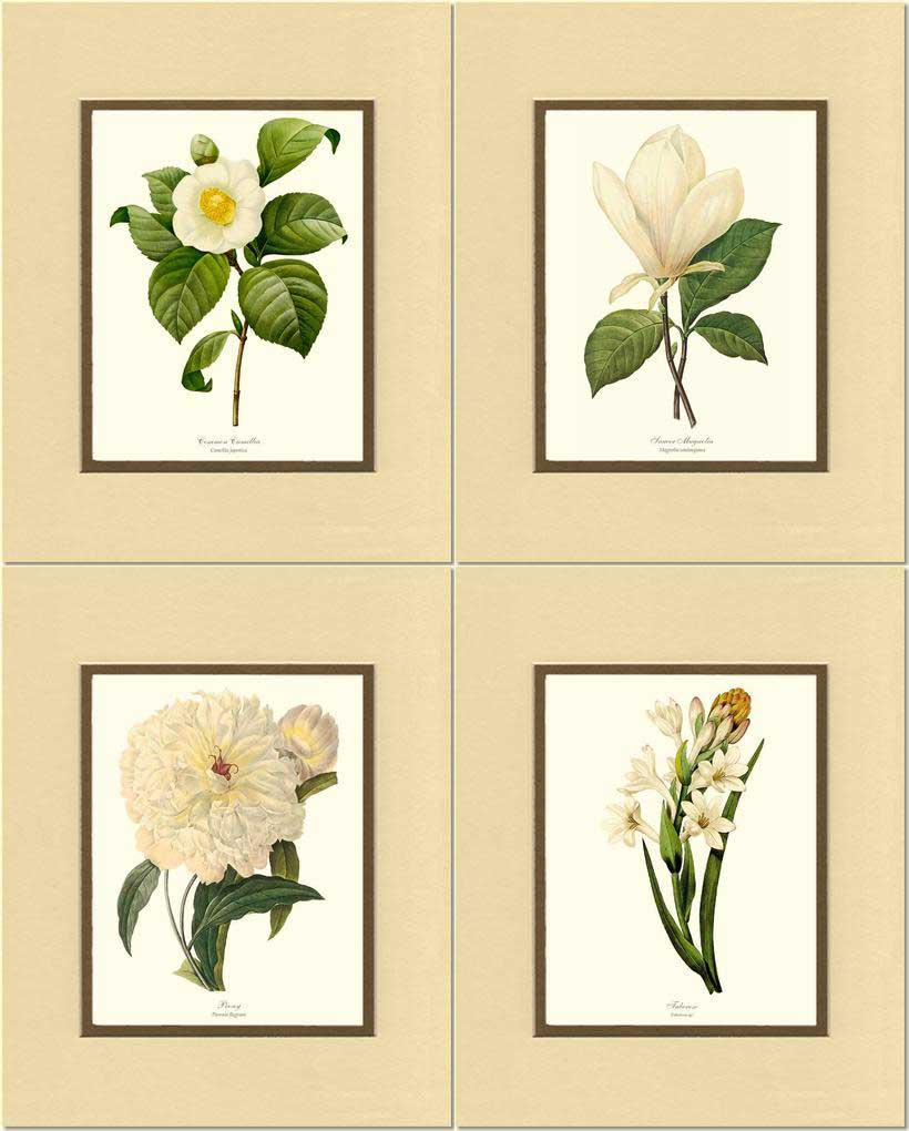 Wildflowers of North America 11x14 Botanical Screen Print – Worthwhile Paper