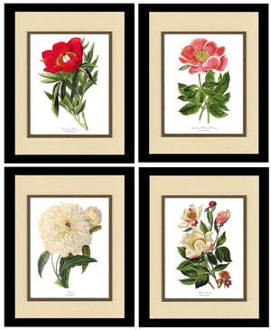 Peony Print Set | Flower/Floral Art Print