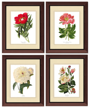 Peony Print Set | Flower/Floral Art Print