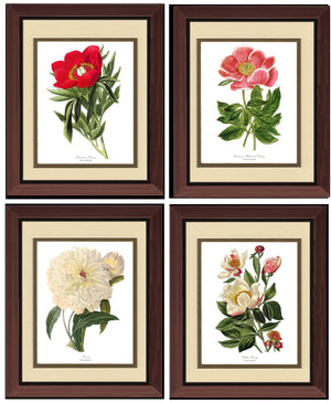 Peony Print Set | Flower/Floral Art Print