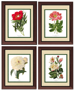 Peony Print Set | Flower/Floral Art Print