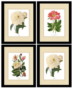 Vintage Peony Botanical Print Framed Set