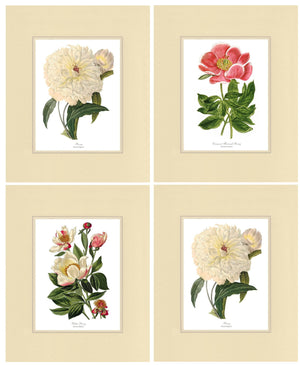 Peony Print Set | Flower/Floral Art Print