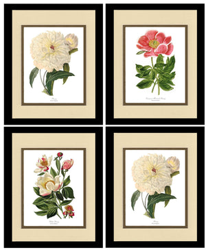 Vintage Peony Botanical Print Framed Set