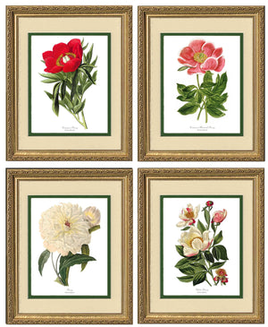 Peony Print Set | Flower/Floral Art Print