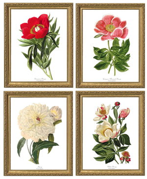 Peony Print Set | Flower/Floral Art Print