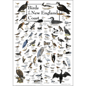 Birds of the New England Coast