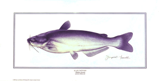 Blue Catfish | Wall Art Fish Print