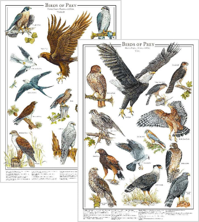 Eagles and Hawks | Birds of Prey Poster Vol. 1 & Vol. 2 mini set 12''x18"