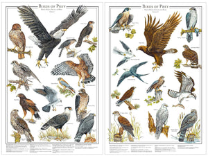 Eagles and Hawks | Birds of Prey Poster Vol. 1 & Vol. 2 mini set 12''x18"