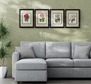 Peony Print Set | Flower/Floral Art Print