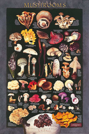 Edible Mushroom Poster and Identification chart