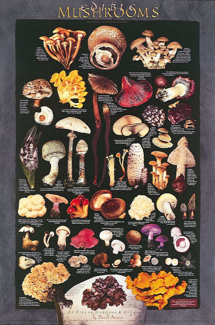 Edible Mushroom Poster