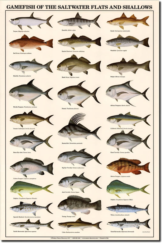 Saltwater Gamefish Identification Poster. Fisherman Wall Art Print.