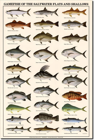 Saltwater Gamefish Identification Poster. Fisherman Wall Art Print.