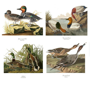 Audubon Matching Set of 4 Duck Prints - Charting Nature