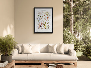 Hummingbirds of North America & Canada Identification Wall Art Poster Print