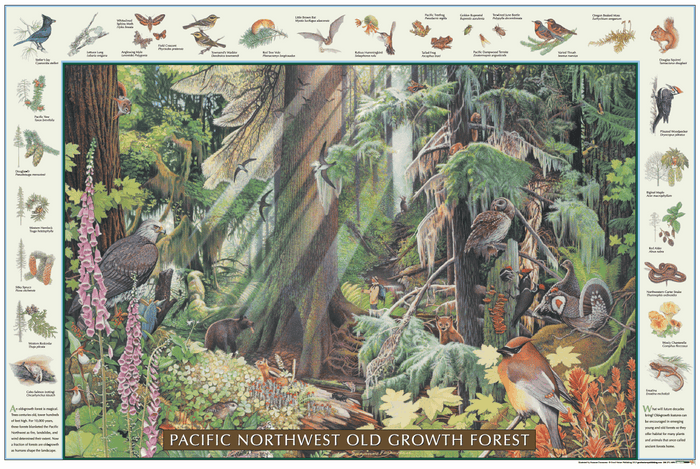 Pacific Old Growth Forest Poster Identification Chart