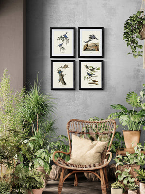 Audubon Blue Bird Prints | Wildbird Wall Art Print