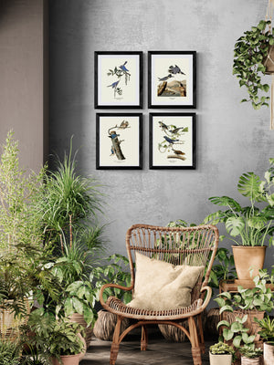 Audubon Blue Bird Prints