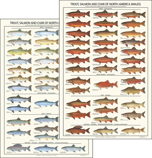 Trout, Salmon Male & Female Identification Chart Set - 12"x18"