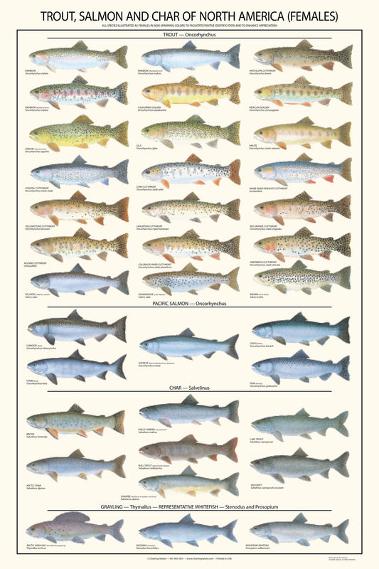 Trout, Salmon and Char Poster and Identification Chart - Females