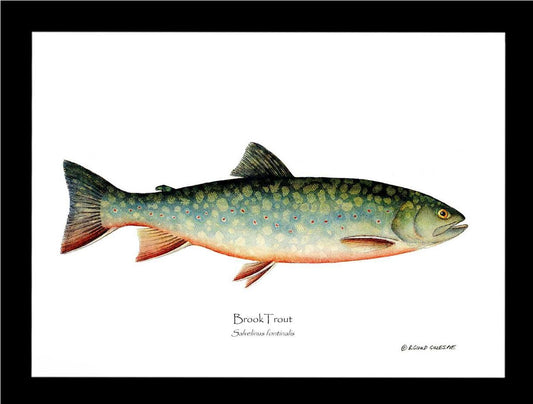 Brook Trout Salvelinus fontinalis | Wall Art Fish Print | Wall Art Fish Print