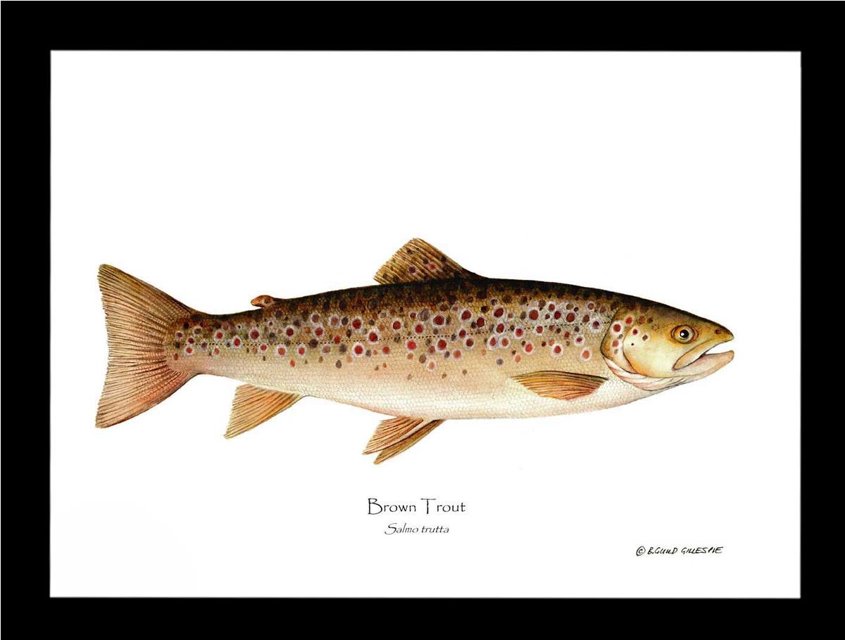 Fish Print: Brown Trout Salmo trutta – Charting Nature