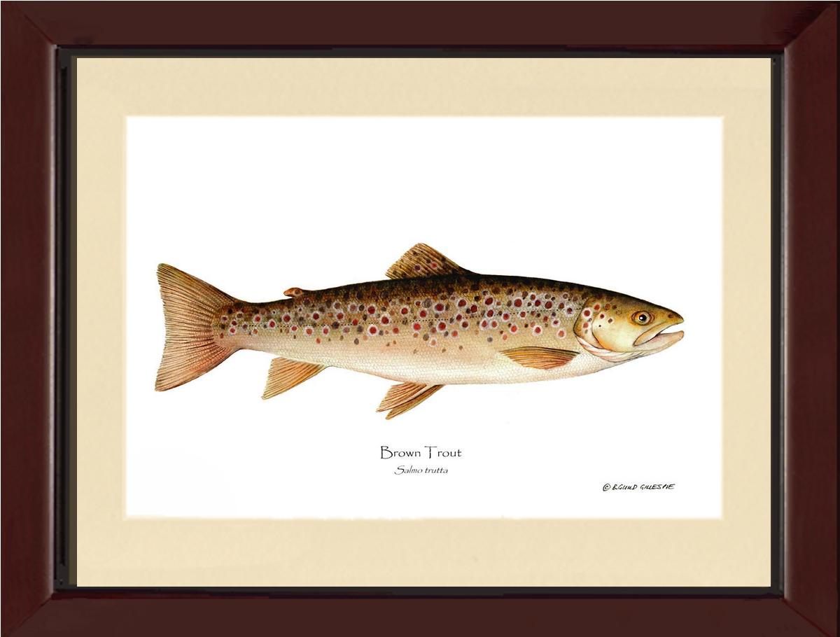 Fish Print: Brown Trout Salmo trutta – Charting Nature