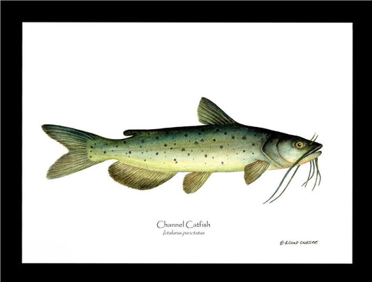 Channel Catfish Ictalurus punctatus | Wall Art Fish Print