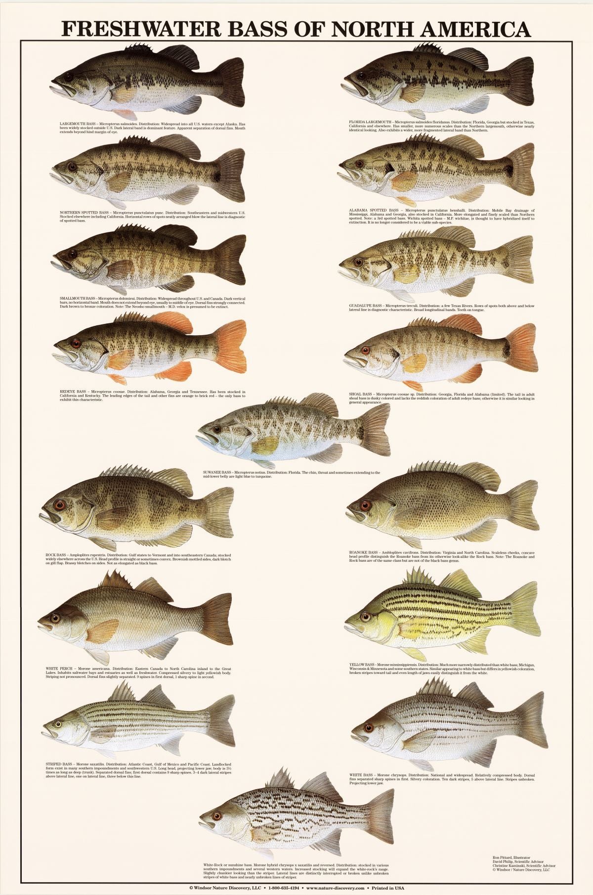 Freshwater Bass Identifiaction Poster 