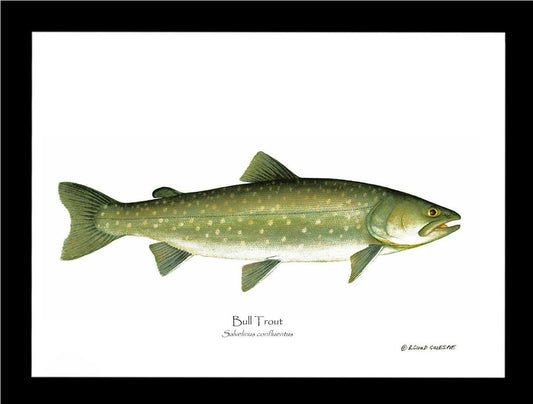 Bull Trout Salvelinus confluentus | Wall Art Fish Print | Wall Art Fish Print