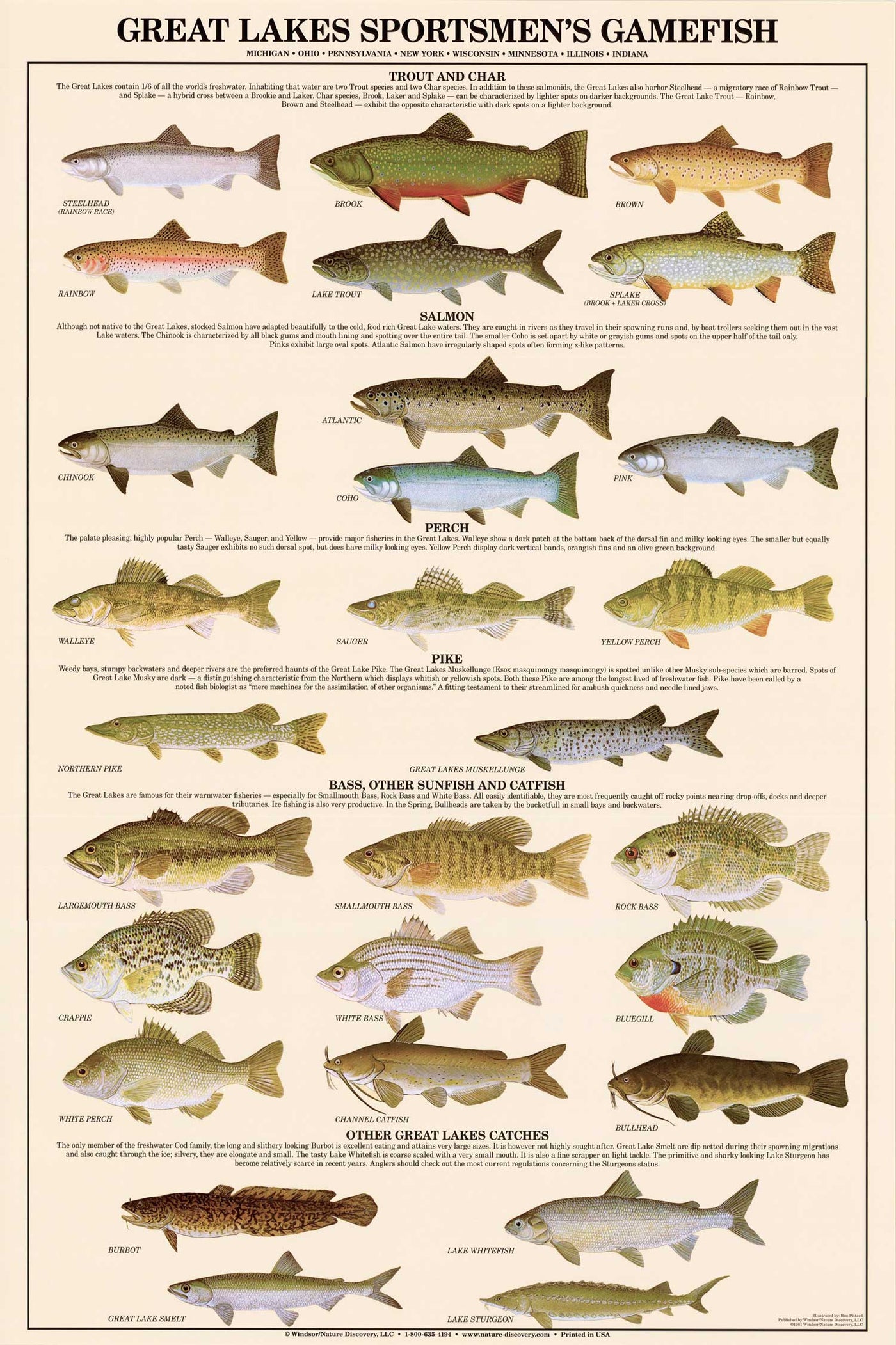Great Lakes Gamefish Species Identification Poster Charting Nature
