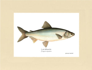 Lake Whitefish Coregonus clupeaform | Wall Art Fish Print