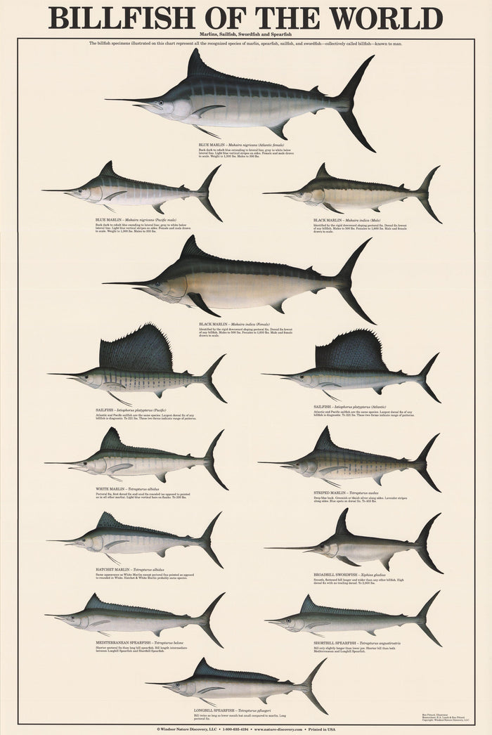 The Billfish Story: Swordfish, Sailfish, Marlin, and Other Gladiators of  the Sea (Wormsloe Foundation Nature Books)