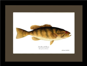 Smallmouth Bass Micropterus dolomieui | Wall Art Fish Print