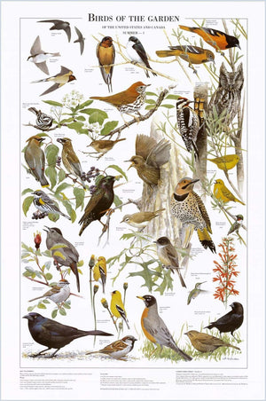 Backyard Garden Bird Mini Set. Eastern and Summer Species Identificati ...