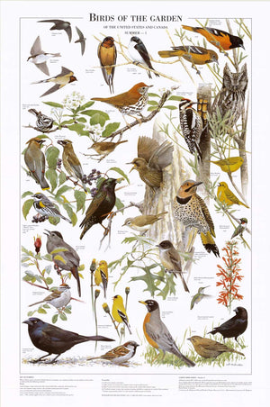 Birds of the Garden Mini Poster and Identification chart