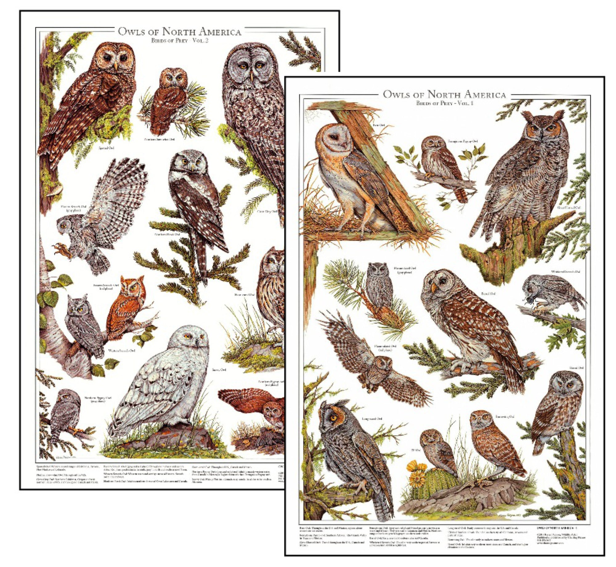 Owl Poster Print: Owls Of North Identification Chart. Wall Art Poster Combo Set. – Charting Nature