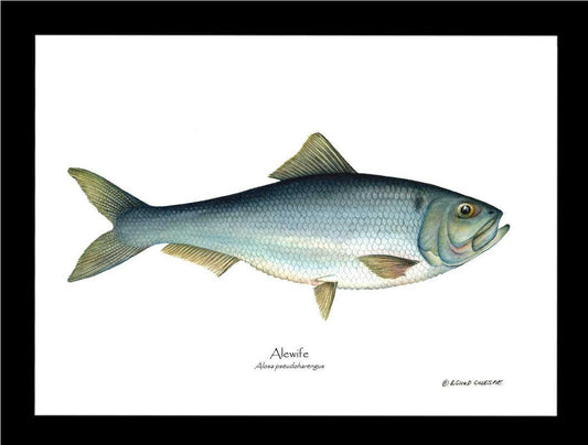 Alewife/Gaspereau Alosa pseudoharengus - Charting Nature