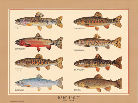 Tomelleri's Rare Trout Poster Art Print