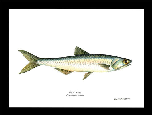 Anchovy Engraulis encrasicolus - Charting Nature