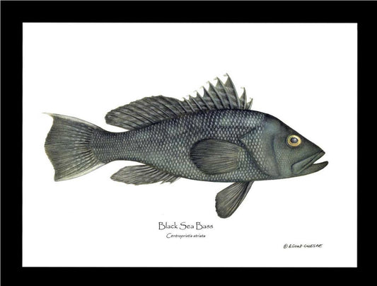 Black Sea Bass | Wall Art Fish Print