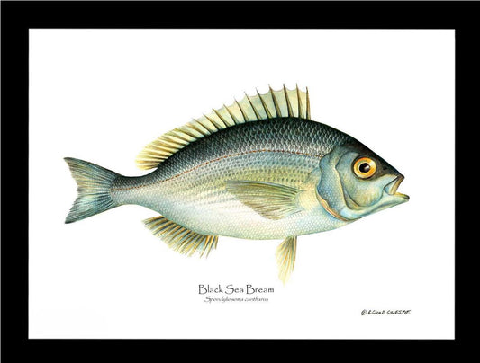 Bream Black Sea Spondyliosoma cantharus | Wall Art Fish Print