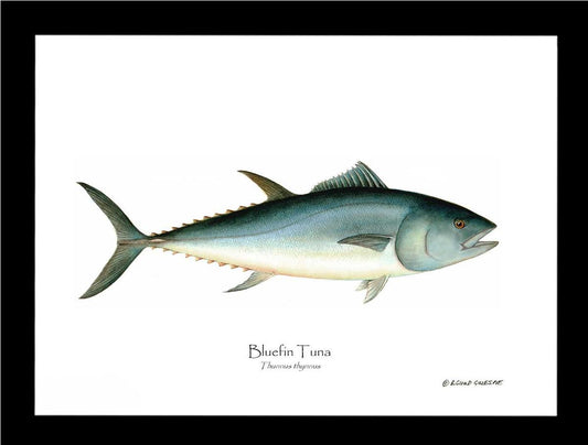 Bluefin Tuna (Atlantic Tuna) Thunnus thynnus | Wall Art Fish Print